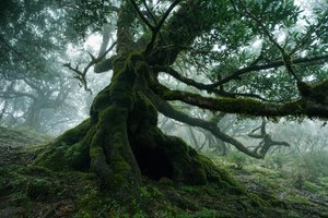 Forgotten Land, 2025