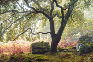 Forgotten Lands