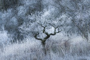 Oldwood Echo, 2022 by Lee Cooper