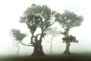 The Forest Remains