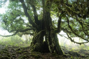 The Forest Remains III, 2023