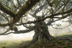 The Forest Remains II