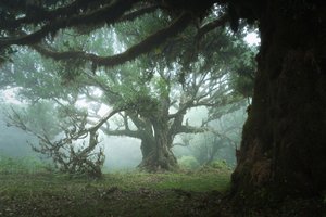 The Gathering Wood