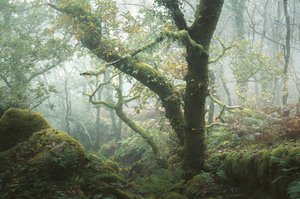 Where Moss Remembers by Lee Cooper