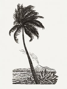 Palm Tree With an Island