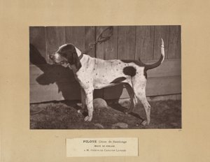 Pilote, Chien de Saintonge, Meute de Virelade, A.M. Joseph de Carayon Latour by Leon Cremiere