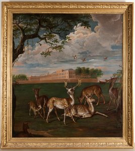 Fallow deer in Hyde Park