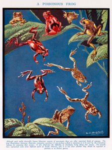 A Poisonous Frog by Leonard Robert Brightwell