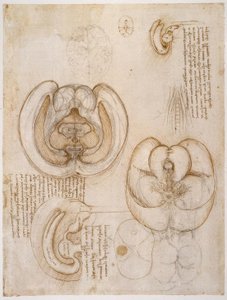 Anatomy Studies by Leonardo da Vinci