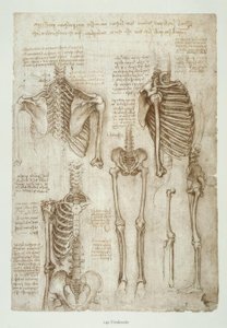 Anatomy Studies by Leonardo da Vinci