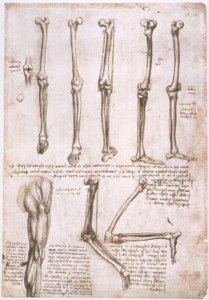 Anatomical Studies by Leonardo da Vinci