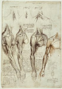 Anatomy Studies by Leonardo da Vinci