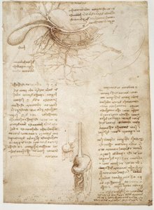 Anatomy Studies by Leonardo da Vinci