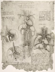 Anatomy Studies