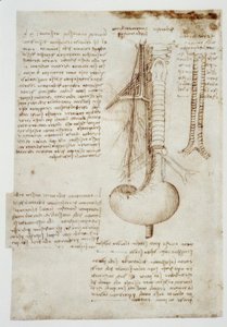Anatomy Studies