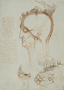 Anatomy Studies by Leonardo da Vinci