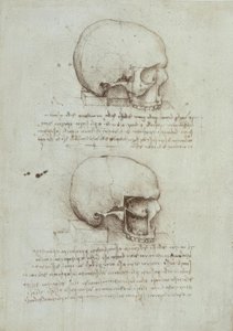 Anatomy Studies by Leonardo da Vinci