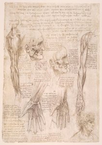 Anatomy Studies by Leonardo da Vinci