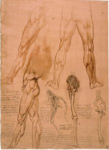 Anatomy Studies: Leg Musculature by Leonardo da Vinci