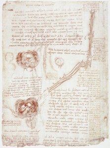 Anatomy Studies: Movement of the Elbow Joint / Fetus in the Uterus by Leonardo da Vinci