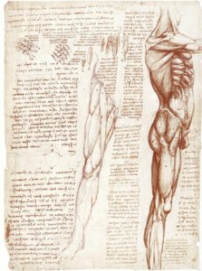 Anatomical Studies: The Musculature of the Torso and Legs by Leonardo da Vinci