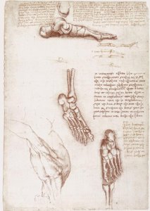 Anatomy Studies: Surface Anatomy of the Shoulder / Bones of the Foot by Leonardo da Vinci