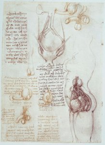 Anatomy Studies: Comparative Representations of Male and Female Genitalia