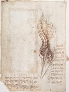 Anatomy Studies: Spine
