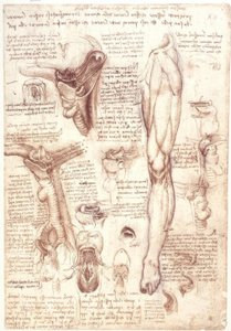 Anatomy Studies: Tongue, Throat, Larynx, and Esophagus