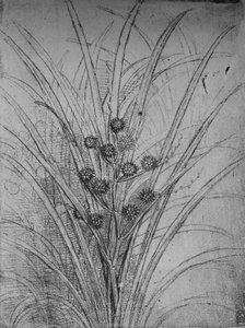 Flowering Rushes by Leonardo da Vinci