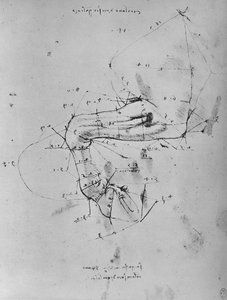 Measured Drawing of the Near Fore-Leg of a Horse