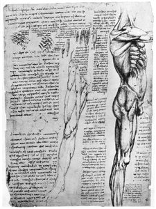 Muscle studies by Leonardo da Vinci