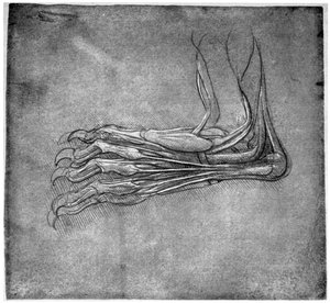 Muscles and Sinews in a Foot, Possibly of a Hare