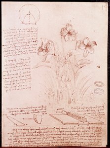 Notes and Sketches of Botany and Geometry: Narcissus by Leonardo da Vinci