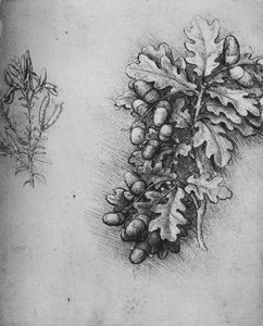 Oak-Leaves with Acorns and Dyers Greenweed
