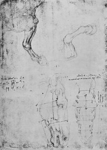 Studies of Horses