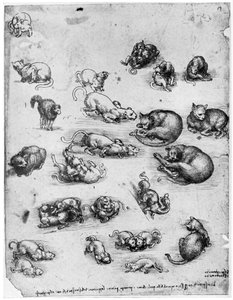 Studies of Cats