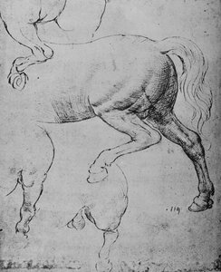 Studies of the Hind-Quarters and of the Hind-Legs of a Horse by Leonardo da Vinci