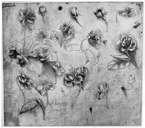Study of flowers