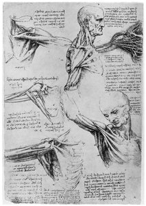 Study of shoulder joints by Leonardo da Vinci