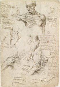 Superficial Anatomy of the Shoulder and Neck by Leonardo da Vinci
