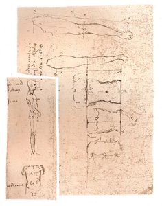 Two Drawings Illustrating the Theory of the Proportions of the Human Figure, c1472-c1519 1883