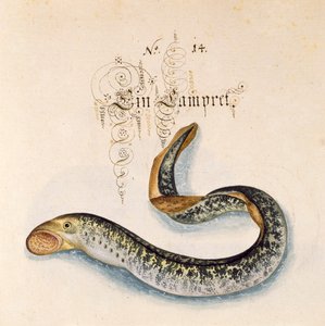 Sea Lamprey by Leonhard Baldner