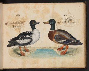 An Exact Natural Description and Delineation of the Water-Fowls, Fishes, Fourfooted Beasts, Insect, and Worms, which are found in the waters at Strasbourg