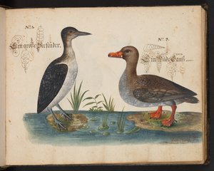 An Exact Natural Description and Delineation of the Water-Fowls, Fishes, Fourfooted Beasts, Insect, and Worms, which are found in the waters at Strasbourg