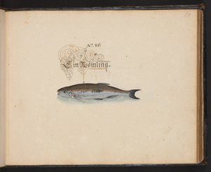 An Exact Natural Description and Delineation of the Water-Fowls, Fishes, Fourfooted Beasts, Insect, and Worms, which are found in the waters at Strasbourg
