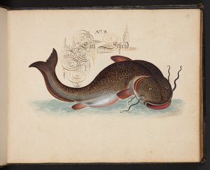 An Exact Natural Description and Delineation of the Water-Fowls, Fishes, Fourfooted Beasts, Insect, and Worms, which are found in the waters at Strasbourg