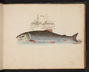 An Exact Natural Description and Delineation of the Water-Fowls, Fishes, Fourfooted Beasts, Insect, and Worms, which are found in the waters at Strasbourg