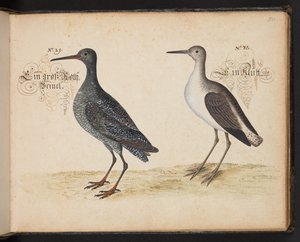 An Exact Natural Description and Delineation of the Water-Fowls, Fishes, Fourfooted Beasts, Insect, and Worms, which are Found in the Waters at Strasbourg, which I Myself Shot and Handled. Leonard Baldner, Fisher and Citizen in Strasbourg