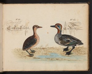 An exact natural description and Delineation of the Water-Fowls, Fishes, Fourfooted Beasts, Insect, and Worms, which are found in the waters at Strassburg